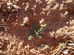 Euphorbia drummondii