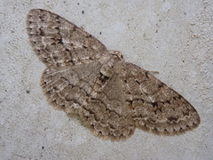 Ectropis cryptomeriae