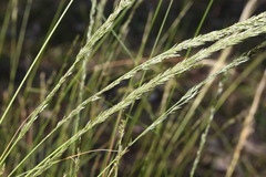 Eragrostis megalosperma