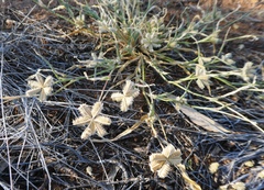 Dactyloctenium radulans