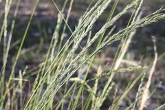Eragrostis megalosperma