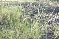 Eragrostis megalosperma