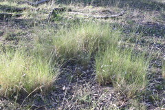 Eragrostis megalosperma