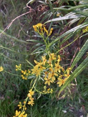 Senecio linearifolius linearifolius