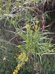Senecio linearifolius linearifolius
