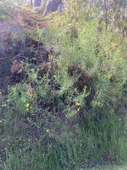 Senecio linearifolius linearifolius
