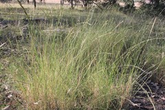 Eragrostis megalosperma