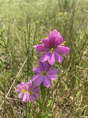 Sabatia capitata