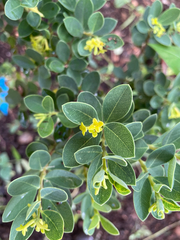 Wikstroemia uva-ursi