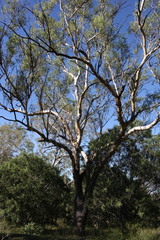 Eucalyptus orgadophila