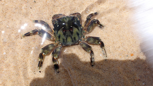 photo of Shiny Bait Crab (Davusia glabra)