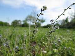 Myosotis ramosissima