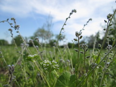 Myosotis ramosissima
