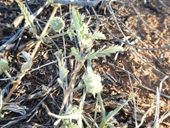 Tribulus eichlerianus