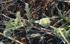 Tribulus eichlerianus