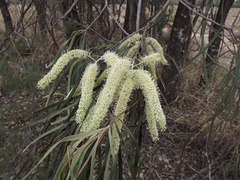 Grevillea striata