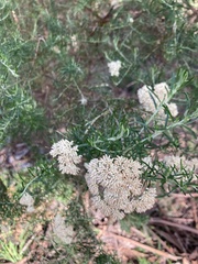 Cassinia aculeata aculeata