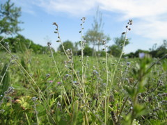 Myosotis ramosissima
