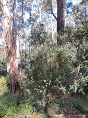 Cassinia aculeata aculeata