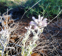 Ptilotus sessilifolius