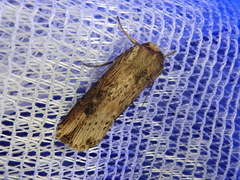Axylia putris