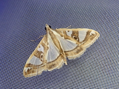 Glyphodes duplicalis