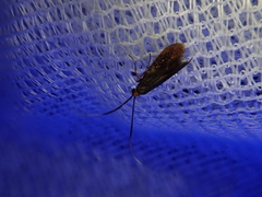 Nemophora albiantennella