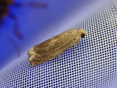 Epiblema sugii