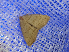 Herminia arenosa