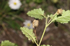 Sida corrugata