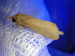 Phragmataecia castaneae