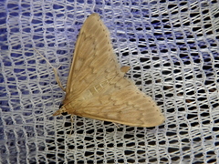 Nomis albopedalis