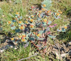 Euphorbia undulata