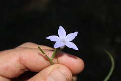 Wahlenbergia capillaris