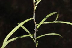 Wahlenbergia capillaris