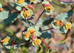 Euphorbia undulata