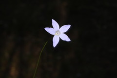 Wahlenbergia capillaris