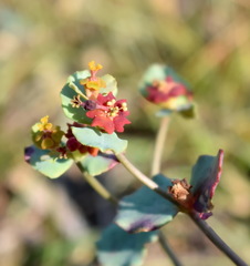 Euphorbia undulata
