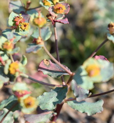 Euphorbia undulata