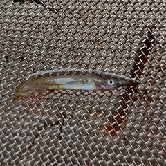 Zenarchopterus gilli