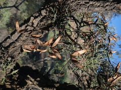 Hakea divaricata