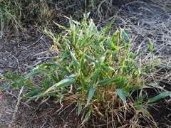 Urochloa praetervisa
