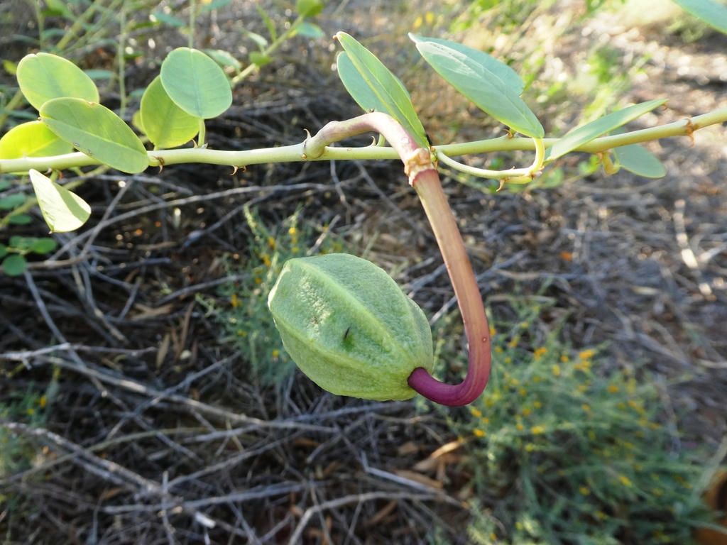Capparis nummularia