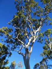Corymbia aparrerinja
