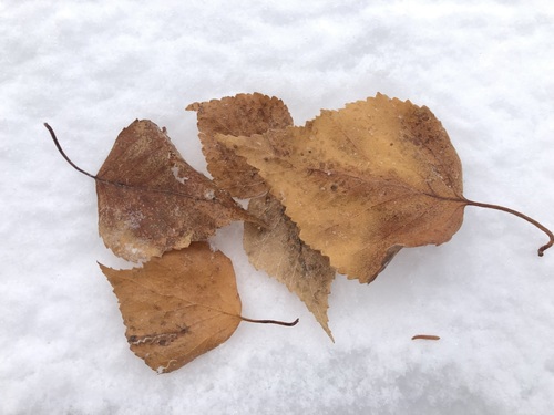 Image of Betula neoalaskana by (c) Jason Grant, some rights reserved (CC BY)