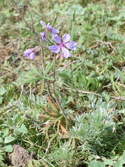 Geranium linearilobum