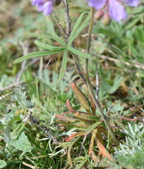 Geranium linearilobum