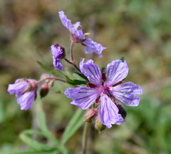 Geranium linearilobum