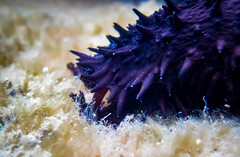 Holothuria leucospilota