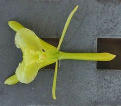 Epidendrum melistagum